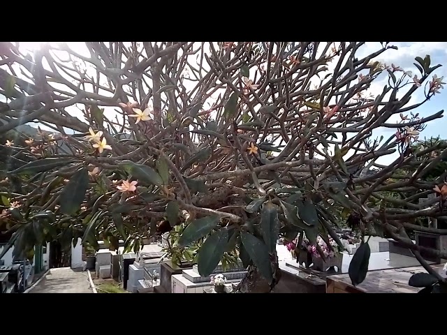 Jasmim manga , uma árvore centenária em Cristina-MG
